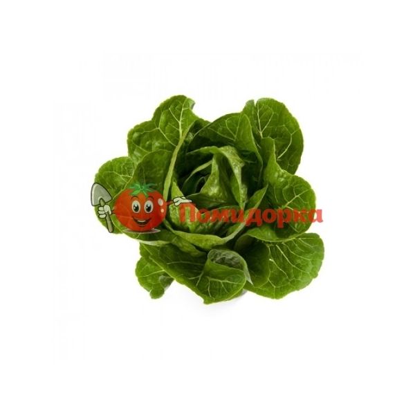 Салат РАФАЭЛЬ | RAFAEL Rijk Zwaan, Фасовка - 1000 семян