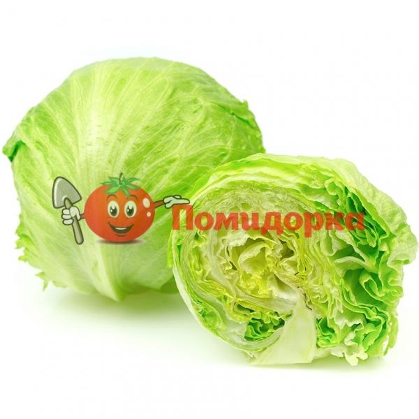 Салат РОБИНСОН | ROBINSON Hazera, Фасовка - 5000 семян