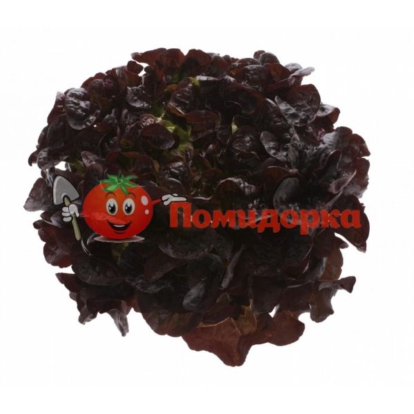 Салат РУКСАЙ | ROUXAI Rijk Zwaan, Фасовка - 1000 семян