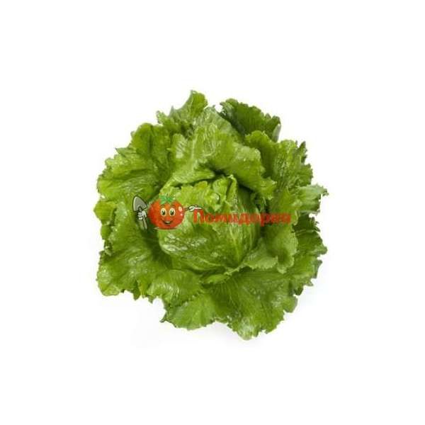 Салат САНТАРИНАС | SANTARINAS Rijk Zwaan, Фасовка - 1000 семян