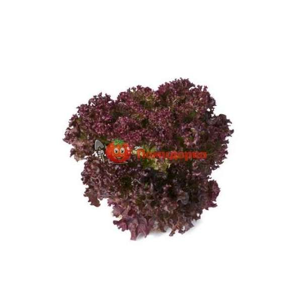 Салат САТИН | SATINE Rijk Zwaan, Фасовка - 1000 семян