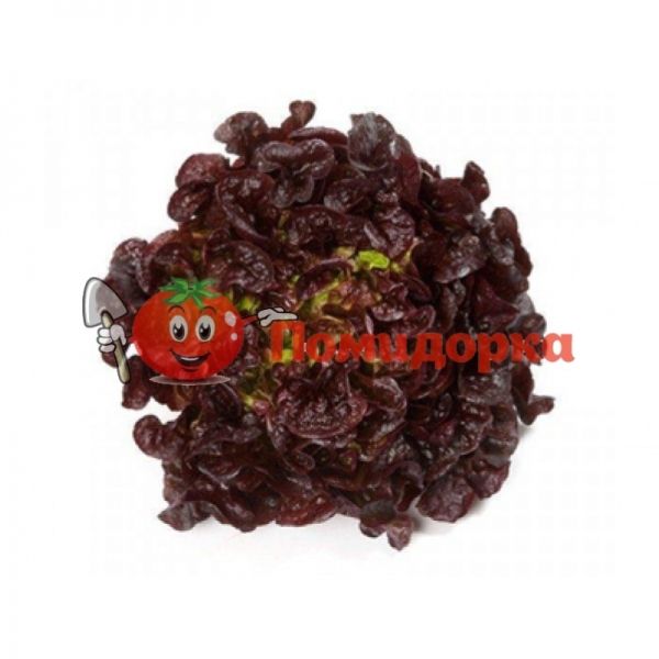 Салат САТУРДАЙ | SATURDAY Rijk Zwaan, Фасовка - 1000 семян