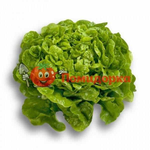 Салат СЕЙШЕЛ | SEYCHEL Rijk Zwaan, Фасовка - 1000 семян