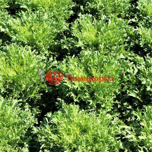 Салат СИГАЛ | CIGAL Rijk Zwaan, Фасовка - 1000 семян