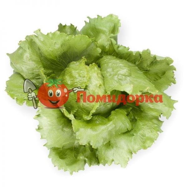 Салат СИЛВИНАС | SILVINAS Rijk Zwaan, Фасовка - 1000 семян