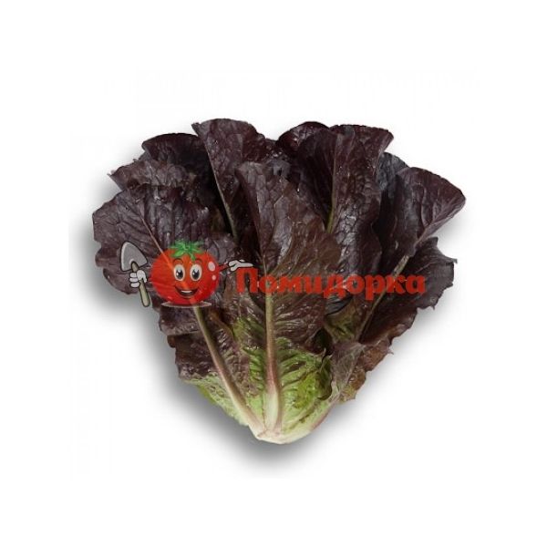 Салат ТУРИНУС | THURINUS Rijk Zwaan, Фасовка - 1000 семян