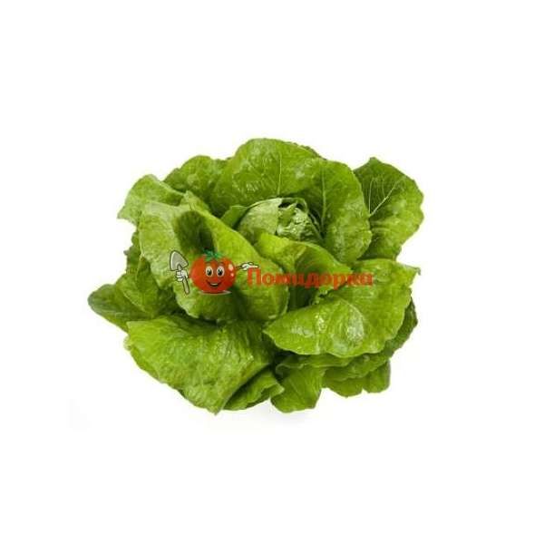 Салат ВИКТОРИНУС | VIKTORINUS Rijk Zwaan, Фасовка - 1000 семян