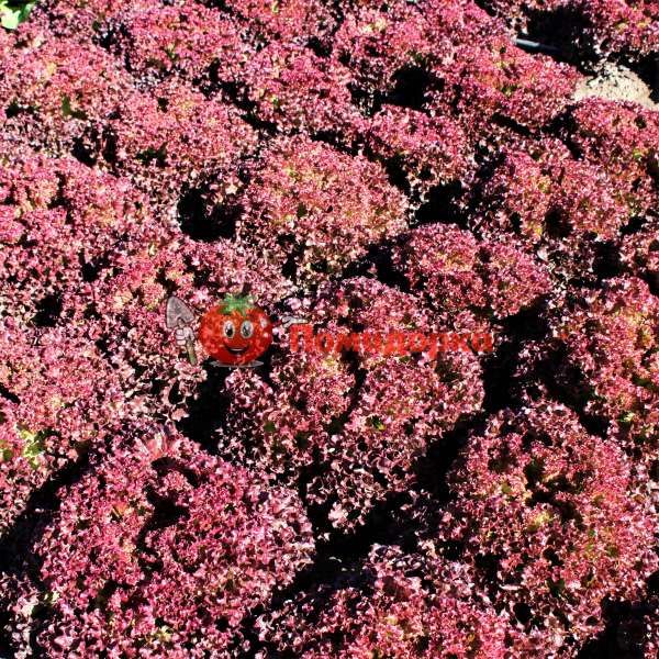 Салат ВИЛБУР | WILBUR Rijk Zwaan, Фасовка - 1000 семян