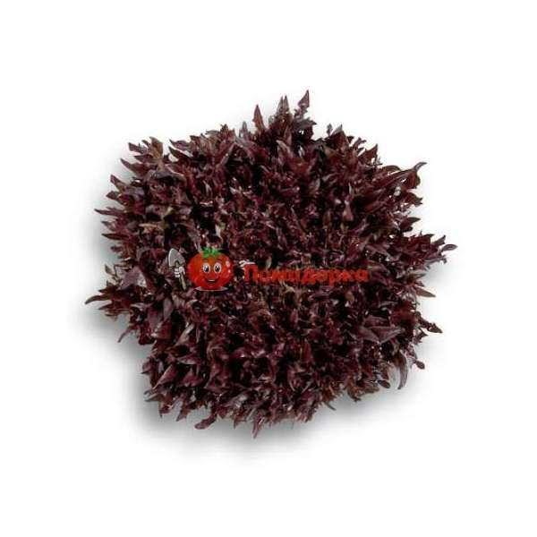 Салат ВИНТЕКС | WINTEX Rijk Zwaan, Фасовка - 1000 семян