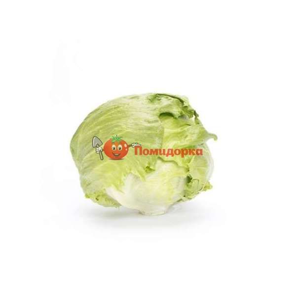 Салат ЯСПЕРИНАС | JASPERINAS Rijk Zwaan, Фасовка - 1000 семян