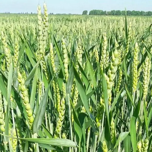 Насіння озимої пшениці  ПЕРСПЕКТИВА ОДЕСЬКА, ЕЛІТА