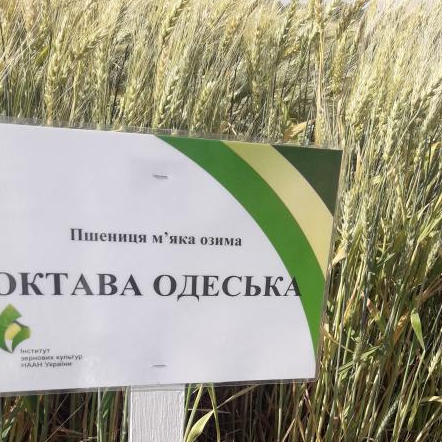 Насіння озимої пшениці ОКТАВА ОДЕСЬКА, перша репродукція
