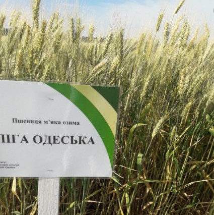 Насіння озимої пшениці ЛІГА ОДЕСЬКА, перша репродукція