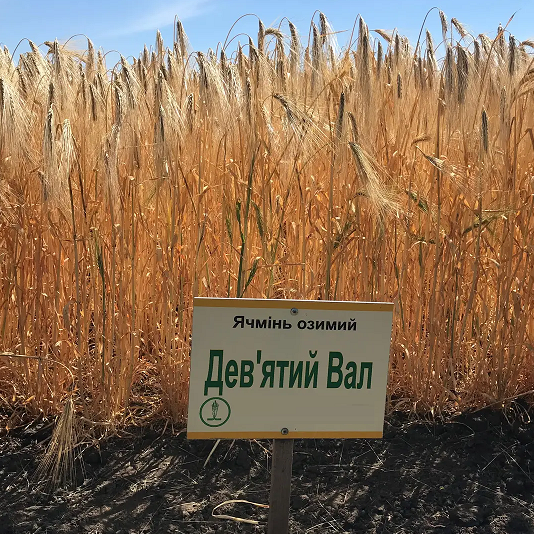 Насіння озимого ячменю ДЕВ'ЯТИЙ ВАЛ, ЕЛІТА