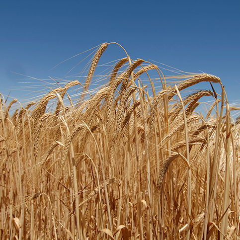 Насіння озимого ячменю БУРЕВІЙ, ЕЛІТА