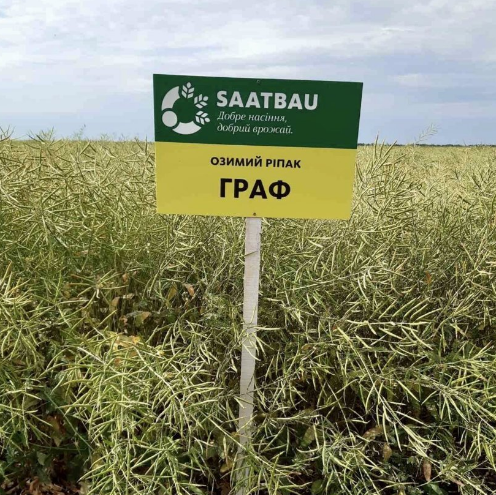 Насіння озимого ріпаку Граф