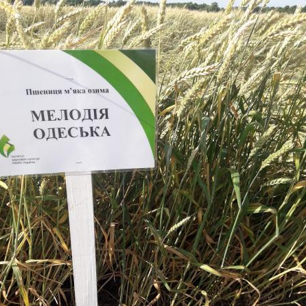Насіння пшениці МЕЛОДІЯ ОДЕСЬКА, перша репродукція
