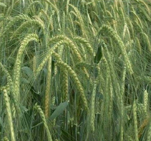 Насіння озимого ячменю Снігова Королева, Еліта