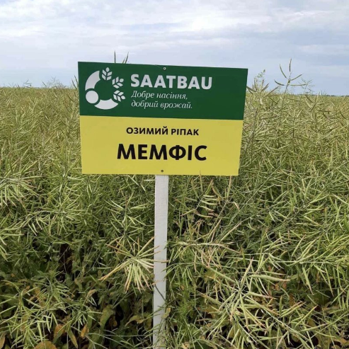 Насіння озимого ріпаку Мемфіс