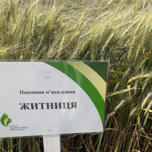 Насіння озимої пшениці  ЖИТНИЦЯ ОДЕСЬКА, ЕЛІТА
