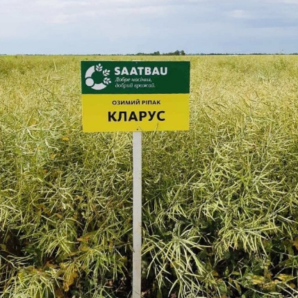 Насіння озимого ріпаку Кларус