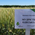 Насіння озимої пшениці  МУДРІСТЬ ОДЕСЬКА, перша репродукція  