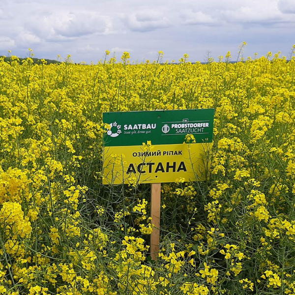 Насіння озимого ріпаку Астана