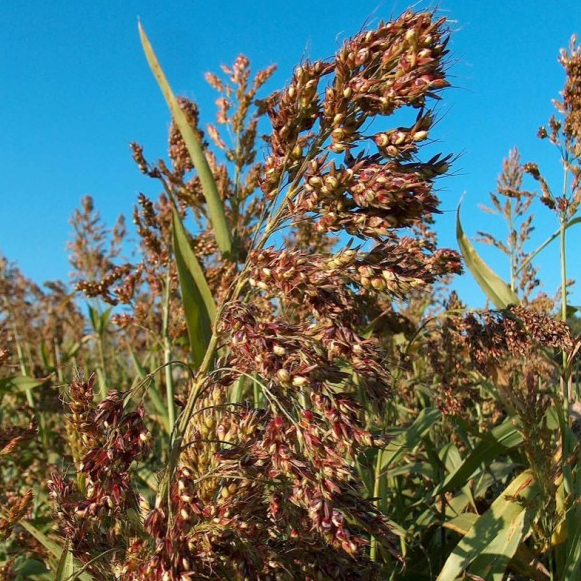 Насіння суданської трави Голубівська 25, Еліта