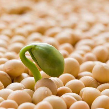 СЕМЕНА СОИ УЛЬТРАРАННЕЙ VS 00