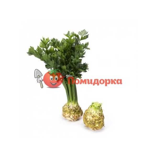 Сельдерей корневой ОТАГО | OTAGO Rijk Zwaan, Фасовка - 10 000 семян