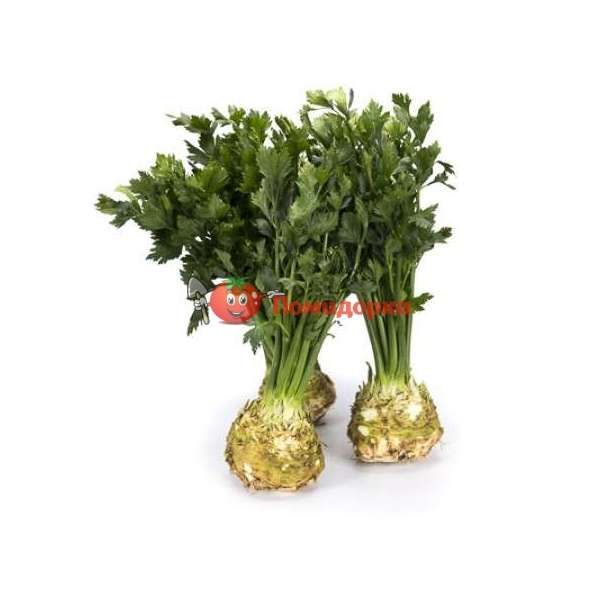 Сельдерей корневой ПРЕЗИДЕНТ | PRESIDENT Rijk Zwaan, Фасовка - 10 000 семян