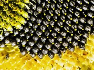 Насіння соняшника НК Конді (Syngenta) CRUISER+FORCE