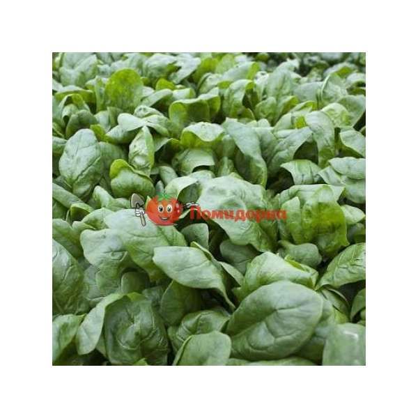 Шпинат БОА F1 | BOA F1 Rijk Zwaan, Фасовка - 25 000 семян