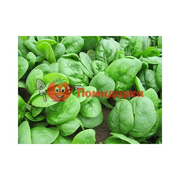 Шпинат ГНУ F1 | GNU F1 Rijk Zwaan, Фасовка - 25 000 семян