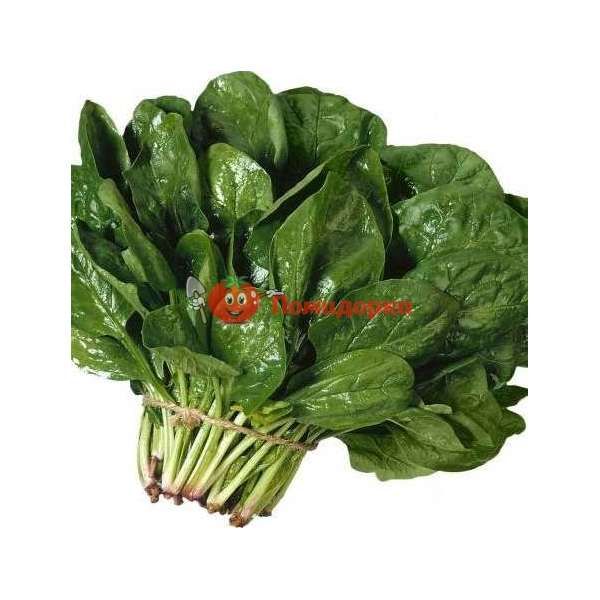 Шпинат ЛАГОС F1 | LAGOS Clause, Фасовка - 250 гр