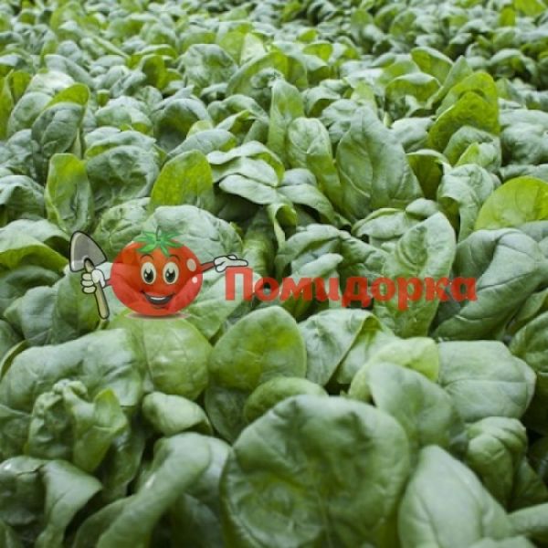 Шпинат МУФЛОН F1 | MOUFLON F1 Rijk Zwaan, Фасовка - 25 000 семян