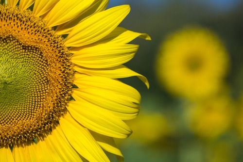 Насіння соняшника Алькантара (Syngenta) CRUISER