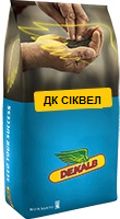 Насіння озимого ріпаку DK SEQUEL (ДК СІКВЕЛ)
