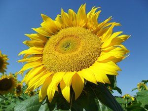 Насіння соняшника Коломбі під Євролайтінг (Syngenta) CRUISER