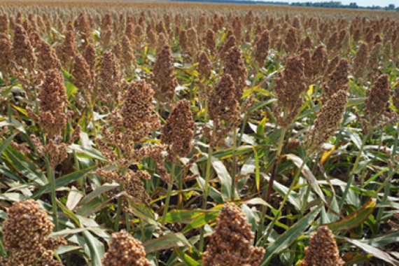 Насіння сорго ОГГАНА