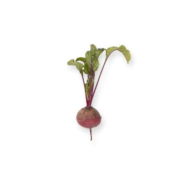 Свекла АКЕЛА | AKELA Rijk Zwaan (калибр 3.5-4.25), Фасовка - 100 000 семян