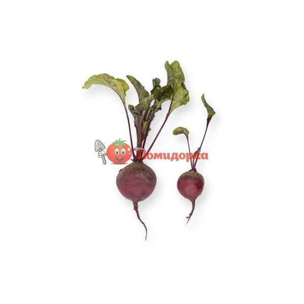 Свекла БЕБИБИТ | BABYBEAT Rijk Zwaan PR (калибр 2.75-3.50), Фасовка - 100 000 семян