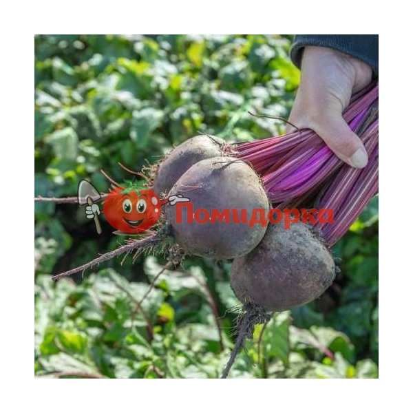 Свекла БЕТTОЛЛО F1 | BETTOLLO F1 Bejo, Фасовка - 10 000 семян