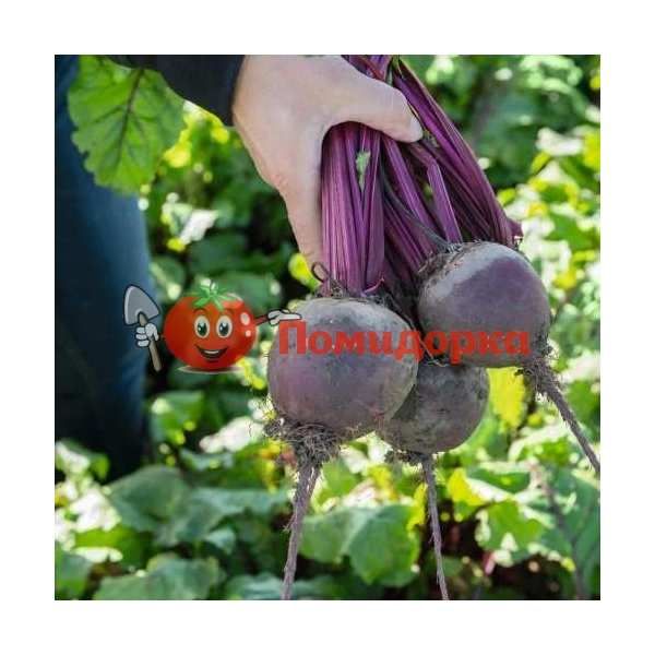 Свекла БОХАН F1 | BOHAN F1 Bejo, Фасовка - 10 000 семян