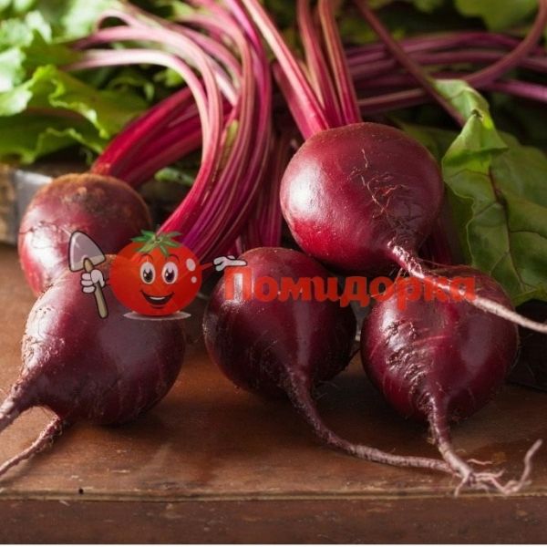 Свекла БОНЕЛ F1 | BONEL F1 Hazera, Фасовка - 1 кг