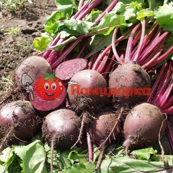 Свекла БОРО F1 | BORO F1 Bejo, Фасовка - 10 000 семян