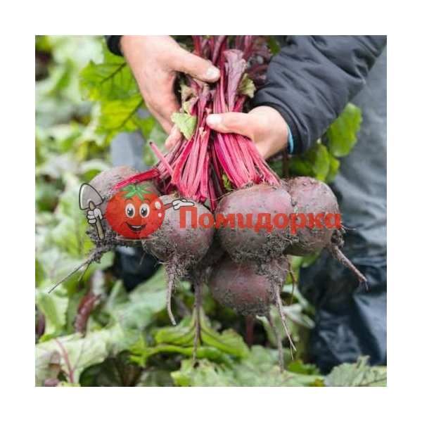 Свекла МАНЗУ F1 | MANZU F1 Bejo, Фасовка - 10 000 семян