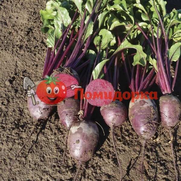 Свекла МОНТИ F1 | MONTI F1 Rijk Zwaan PR (калибр 2.75-3.50), Фасовка - 100 000 семян