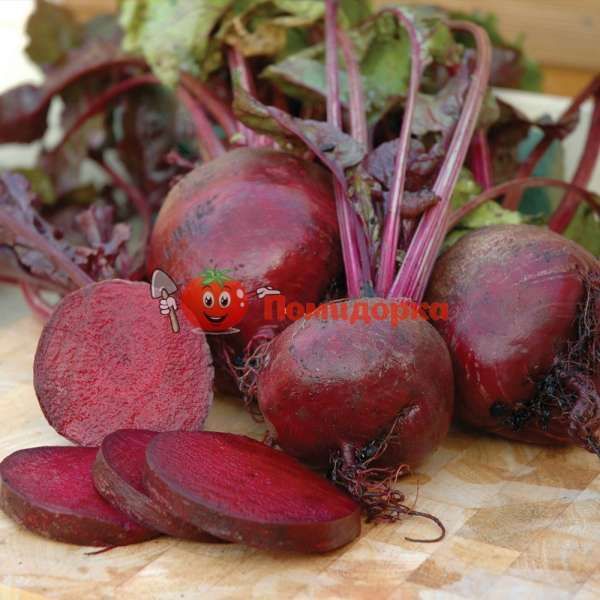 Свекла НОБОЛ | NOBOL Clausе, Фасовка - 5 кг