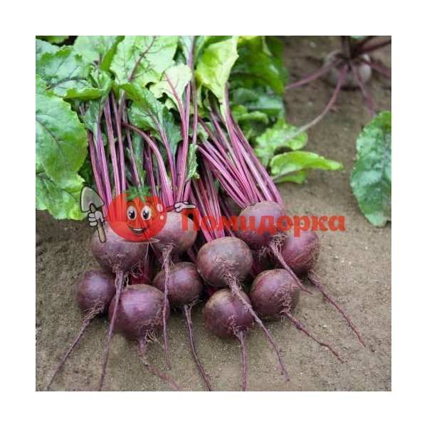 Свекла РОНДА F1 | RHONDA F1 Bejo, Фасовка - 10 000 семян